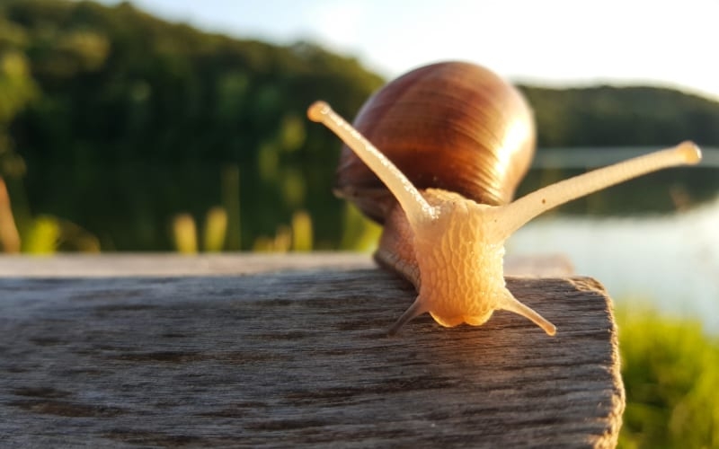 a closeup view of a snail on top of a wooden structure outside near a lake