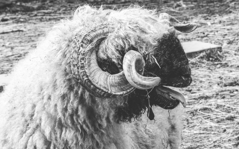 a black and white photo of a ram with his tongue out